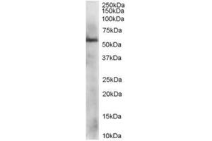 Image no. 1 for anti-Protein Disulfide Isomerase Family A, Member 3 (PDIA3) (C-Term) antibody (ABIN374286) (PDIA3 anticorps  (C-Term))