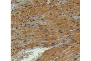 Used in DAB staining on fromalin fixed paraffin- embedded Kidney tissue