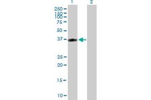 Western Blot analysis of CRHR2 expression in transfected 293T cell line by CRHR2 MaxPab polyclonal antibody.