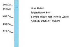 Image no. 1 for anti-Pinin, Desmosome Associated Protein (PNN) (AA 80-129) antibody (ABIN6750467) (PNN anticorps  (AA 80-129))