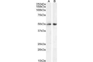 ABIN6391389 (0. (SOX10 anticorps  (AA 204-217))