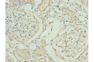Immunohistochemistry of paraffin-embedded human kidney tissue using ABIN7168530 at dilution of 1:100 (MAT2A anticorps  (AA 1-395))