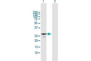 Western Blot analysis of APOBEC2 expression in transfected 293T cell line by APOBEC2 MaxPab polyclonal antibody. (APOBEC2 anticorps  (AA 1-224))