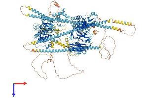 AlphaFold protein structure predicition of Mouse Recombinant Cdc42bpg Protein, UniprotID Q80UW5