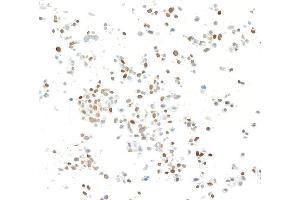 Immunocytochemistry (ICC) image for anti-Kruppel-Like Factor 4 (Gut) (KLF4) (AA 75-125) antibody (ABIN7795639) (Recombinant KLF4 anticorps  (AA 75-125))