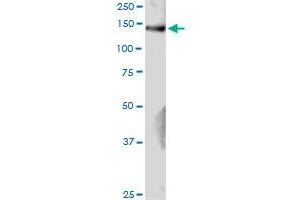 GAK MaxPab rabbit polyclonal antibody.