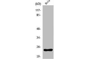 Western Blot analysis of HeLa cells using Neurensin-1 Polyclonal Antibody (Neurensin 1 anticorps  (Internal Region))