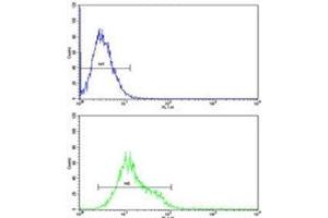 ULK1 antibody flow cytometric analysis of K562 cells (green) compared to a negative control (blue).