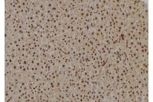 ABIN6277020 at 1/100 staining Mouse liver tissue by IHC-P. (TAF9 anticorps  (Internal Region))