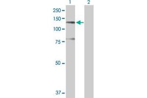 Western Blot analysis of SFRS14 expression in transfected 293T cell line by SFRS14 MaxPab polyclonal antibody. (SFRS14 anticorps  (AA 1-988))