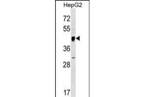 SERINC2 Antibody (Center) (ABIN1538250 and ABIN2849195) western blot analysis in HepG2 cell line lysates (35 μg/lane). (SERINC2 anticorps  (AA 289-316))
