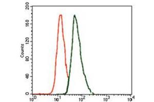 Image no. 3 for anti-T Brachyury Protein antibody (ABIN1491210) (T Brachyury Protein anticorps)