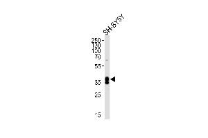 Western blot analysis of lysate from SH-SY5Y cell line, using MSI1 Antibody (N-term) (ABIN655905 and ABIN2845305). (MSI1 anticorps  (N-Term))