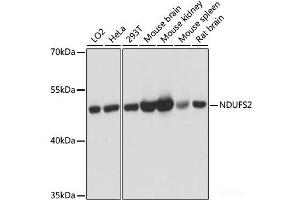 Western blot analysis of extracts of various cell lines using NDUFS2 Polyclonal Antibody at dilution of 1:3000. (NDUFS2 anticorps)