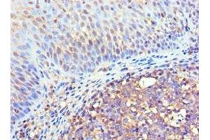 Immunohistochemistry of paraffin-embedded human tonsil tissue using ABIN7152969 at dilution of 1:100