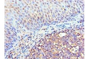 Immunohistochemistry of paraffin-embedded human tonsil tissue using ABIN7152969 at dilution of 1:100 (Flotillin 2 anticorps  (AA 239-428))
