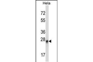 Western blot analysis in Hela cell line lysates (35ug/lane). (PEX19 anticorps  (N-Term))