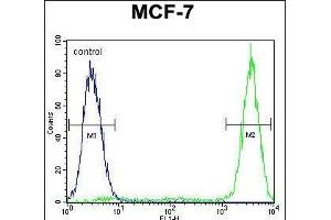 GALNS Antibody (Center) (ABIN655593 and ABIN2845079) flow cytometric analysis of MCF-7 cells (right histogram) compared to a negative control cell (left histogram). (GALNS anticorps  (AA 236-263))