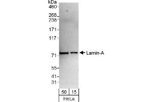 Western Blotting (WB) image for anti-Lamin A/C (LMNA) (AA 400-450) antibody (ABIN7455219)