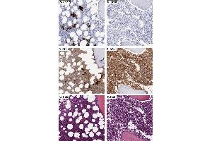Immunohistochemistry (IHC) image for anti-alpha Hemoglobin Stabilizing Protein (aHSP) antibody (ABIN1043696) (aHSP anticorps)