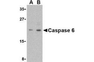 Western blot analysis of Caspase-6 in MCF7 cell lysate with AP30201PU-N Caspase-6 antibody (IN) at (A) 1 and (B) 2 μg/ml. (Caspase 6 anticorps  (Intermediate Domain))
