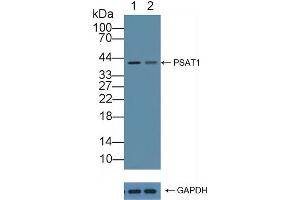 Knockout Varification: Lane 1: Wild-type Hela cell lysate, Lane 2: PSAT1 knockout Hela cell lysate, Predicted MW: 40kd Observed MW: 40kd Primary Ab: 2 μg/mL Rabbit Anti-Human PSAT1 Antibody Second Ab: 0.