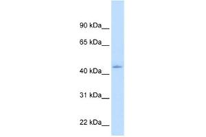WB Suggested Anti-NR1I3 Antibody Titration:  1. (NR1I3 anticorps  (N-Term))