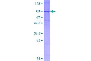 Image no. 1 for TNF Receptor-Associated Factor 6 (TRAF6) (AA 1-522) protein (GST tag) (ABIN1323514)