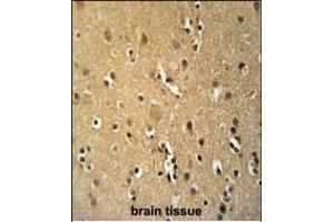 TNFRSF8- Antibody (ABIN651104 and ABIN2840072) immunohistochemistry analysis in formalin fixed and paraffin embedded human brain tissue followed by peroxidase conjugation of the secondary antibody and DAB staining.