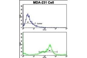 Flow cytometric analysis of MDA-231 cells using VCP Antibody (C-term)(bottom histogram) compared to a negative control cell (top histogram). (VCP anticorps  (C-Term))