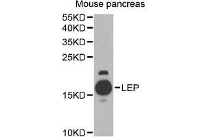 Western blot analysis of extracts of mouse pancreas, using LEP antibody (ABIN4904218) at 1:1000 dilution. (Leptin anticorps)