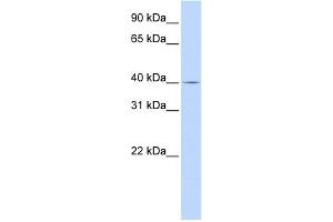 WB Suggested Anti-SLC22A18 Antibody Titration:  0. (ORCTL-2/SLC22A18 anticorps  (Middle Region))