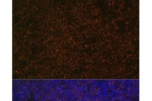 Immunofluorescence analysis of Rat spleen using CR2 Polyclonal Antibody at dilution of 1:100 (40x lens). (CD21 anticorps)