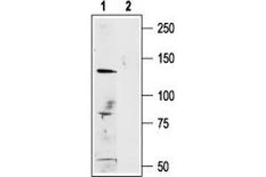 Western blot analysis of A875 (human melanoma cell line) lysate: - 1. (TRPM1 anticorps  (C-Term, Intracellular))