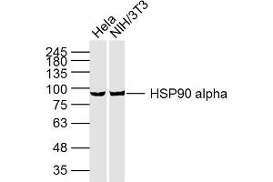 Lane 1: HeLa cell lysates; Lane 2: NIH/3T3 Cell lysates; probed with HSP90A (3H7) Monoclonal Antibody, unconjugated (bsm-33210M) at 1:300 overnight at 4°C followed by a conjugated secondary antibody for 60 minutes at 37°C.