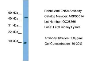 WB Suggested Anti-ENSA  Antibody Titration: 0.