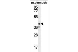 TECTB Antibody (N-term) (ABIN654238 and ABIN2844070) western blot analysis in mouse stomach tissue lysates (35 μg/lane). (TECTB anticorps  (N-Term))