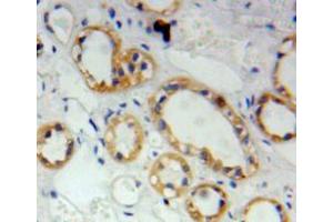 IHC-P analysis of kidney tissue, with DAB staining. (S100A2 anticorps  (AA 2-98))