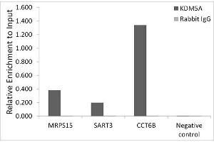 anti-Lysine (K)-Specific Demethylase 5A (KDM5A) antibody