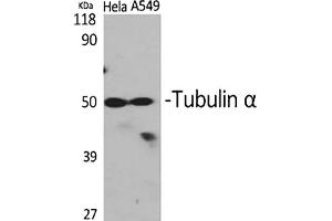 Western Blot analysis of Hela (1), A549 (2), diluted at 1:2000. (alpha Tubulin anticorps  (AA 380-460))