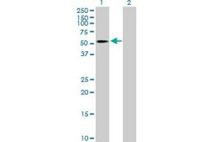 Western Blot analysis of B4GALT3 expression in transfected 293T cell line by B4GALT3 MaxPab polyclonal antibody.