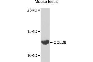 Western blot analysis of extracts of various cells, using CCL26 antibody. (CCL26 anticorps)