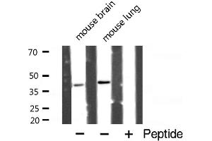 Western blot analysis of Caspase 4 expression in mouse brain and lung.