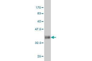 Western Blot detection against Immunogen (36.