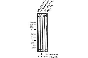 Western blot analysis of Phospho-Cyclin B1 (Ser147) expression in various lysates