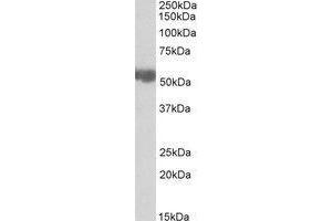 Western blot analysis: ALDH3A2 antibody staining of Rat Liver lysate at 0.