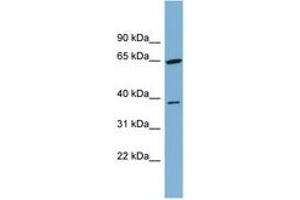 Image no. 1 for anti-Carbohydrate Kinase Domain Containing (Carkd) (AA 251-300) antibody (ABIN6744832) (Carkd anticorps  (AA 251-300))