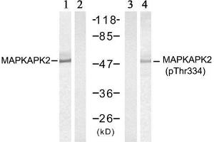 Western blot analysis of extract from HeLa cells treated with UV (20min), using MAPKAPK-2 (Ab-334) antibody (E021308, Lane 1 and 2) and MAPKAPK-2 (Phospho-Thr334) antibody (E011308, Lane 3 and 4). (MAPKAP Kinase 2 anticorps)