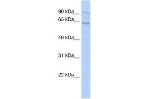 ZNF319 antibody used at 0.