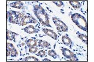 Immunohistochemistry of Noxa in human stomach tissue with this product at 1 μg/ml.